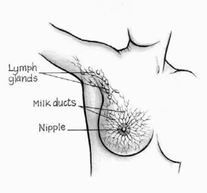 The breast, milk ducts and lymph glands